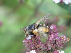 Tachina fera
