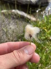 Eriophorum