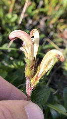 Pedicularis capitata
