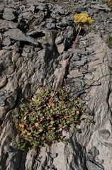 Eriogonum umbellatum