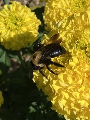 Xylocopa virginica virginica
