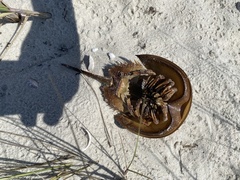 Limulus polyphemus