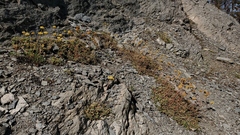 Eriogonum umbellatum