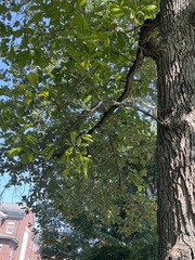 Quercus bicolor