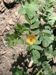 Kallstroemia parviflora