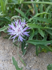 Centaurea aspera