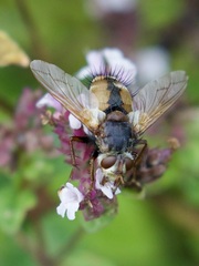 Tachina fera