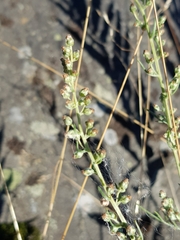 Artemisia campestris