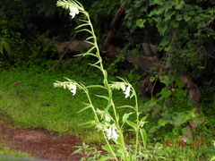Sesamum indicum
