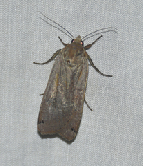 Noctua pronuba