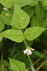 Amphicarpaea bracteata