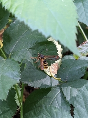 Pennisetia marginatum