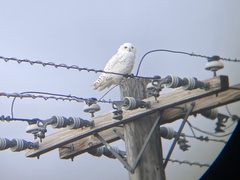 Bubo scandiacus