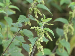 Urtica dioica