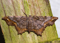 Hypagyrtis unipunctata