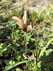 Pedicularis capitata