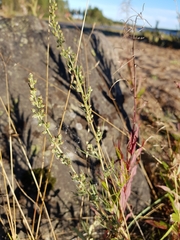 Artemisia campestris