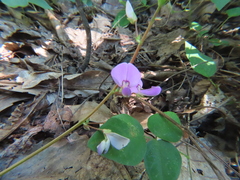 Desmodium rotundifolium