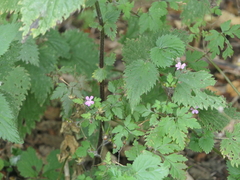 Geranium robertianum