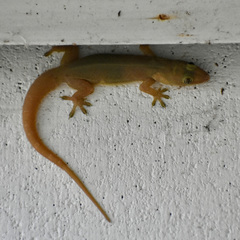 Hemidactylus garnotii