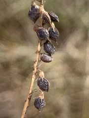 Melilotus officinalis