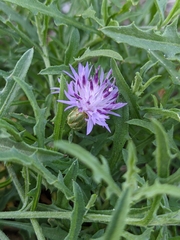 Centaurea aspera