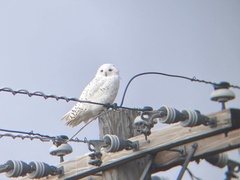 Bubo scandiacus