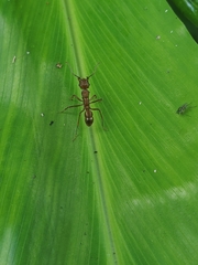 Ectatomma tuberculatum