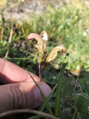 Pedicularis capitata