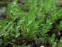 Mnium marginatum