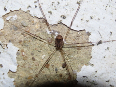 Leiobunum blackwalli