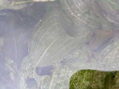 Potamogeton amplifolius