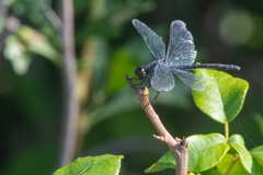 Erythrodiplax berenice