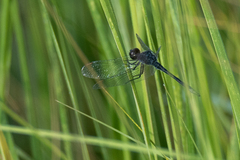 Erythrodiplax berenice