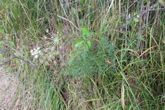 Carum carvi