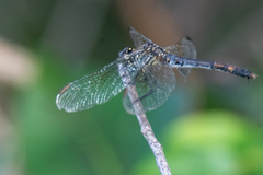 Erythrodiplax berenice