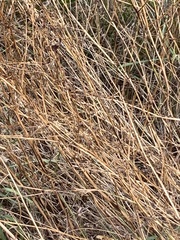 Melilotus officinalis