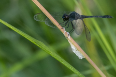 Erythrodiplax berenice