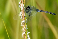 Erythrodiplax berenice