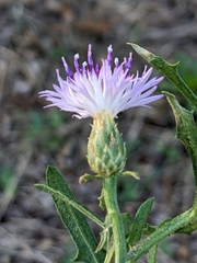 Centaurea aspera