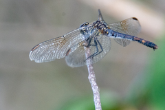Erythrodiplax berenice