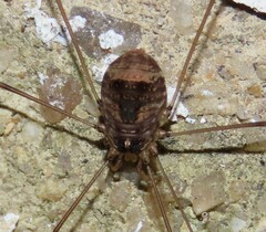 Leiobunum blackwalli