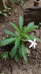 Hippobroma longiflora