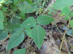 Desmodium rotundifolium