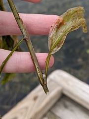 Potamogeton amplifolius