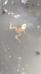 Lithobates vaillanti