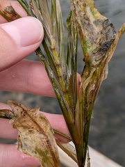 Potamogeton amplifolius