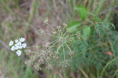 Carum carvi