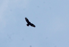 Buteo