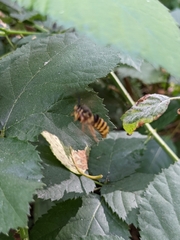 Pennisetia marginatum